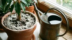 A apărut din nou un strat alb pe ghivecele cu flori? De unde provine și ce trebuie făcut în acest caz?